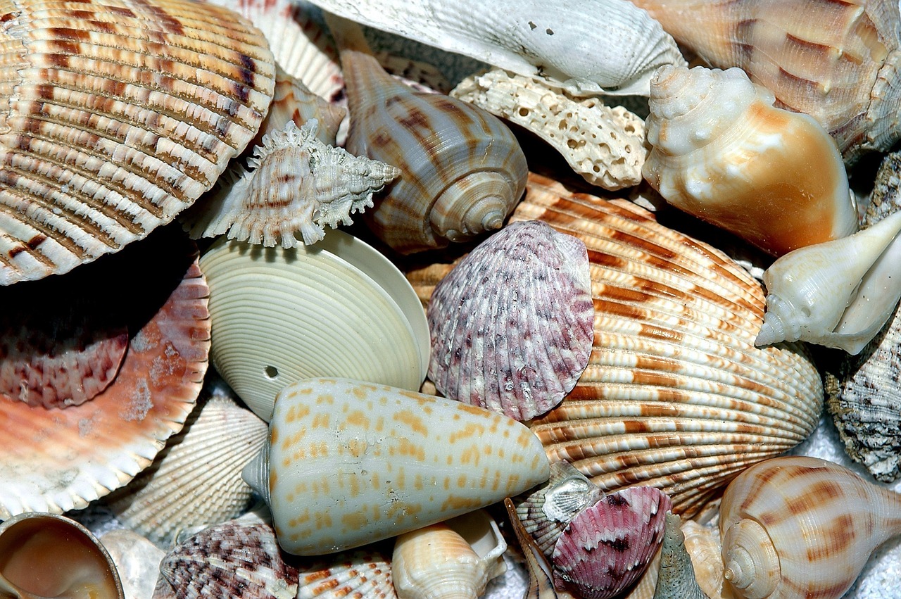 Seashells at Sanibel Island