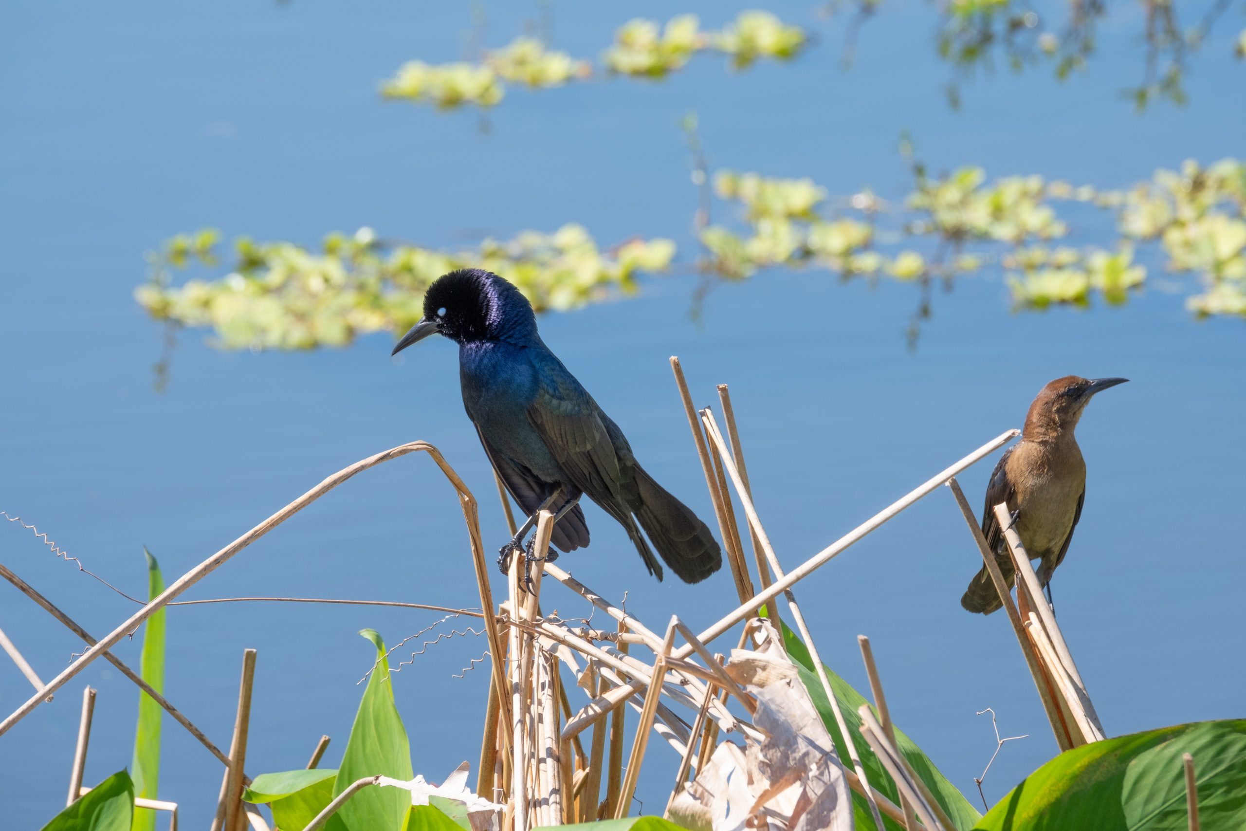 Bird Watching Summer in Cape Coral